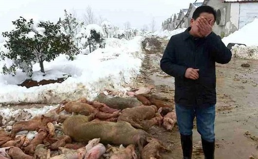 大雪壓垮鋼結構廠(chǎng)房